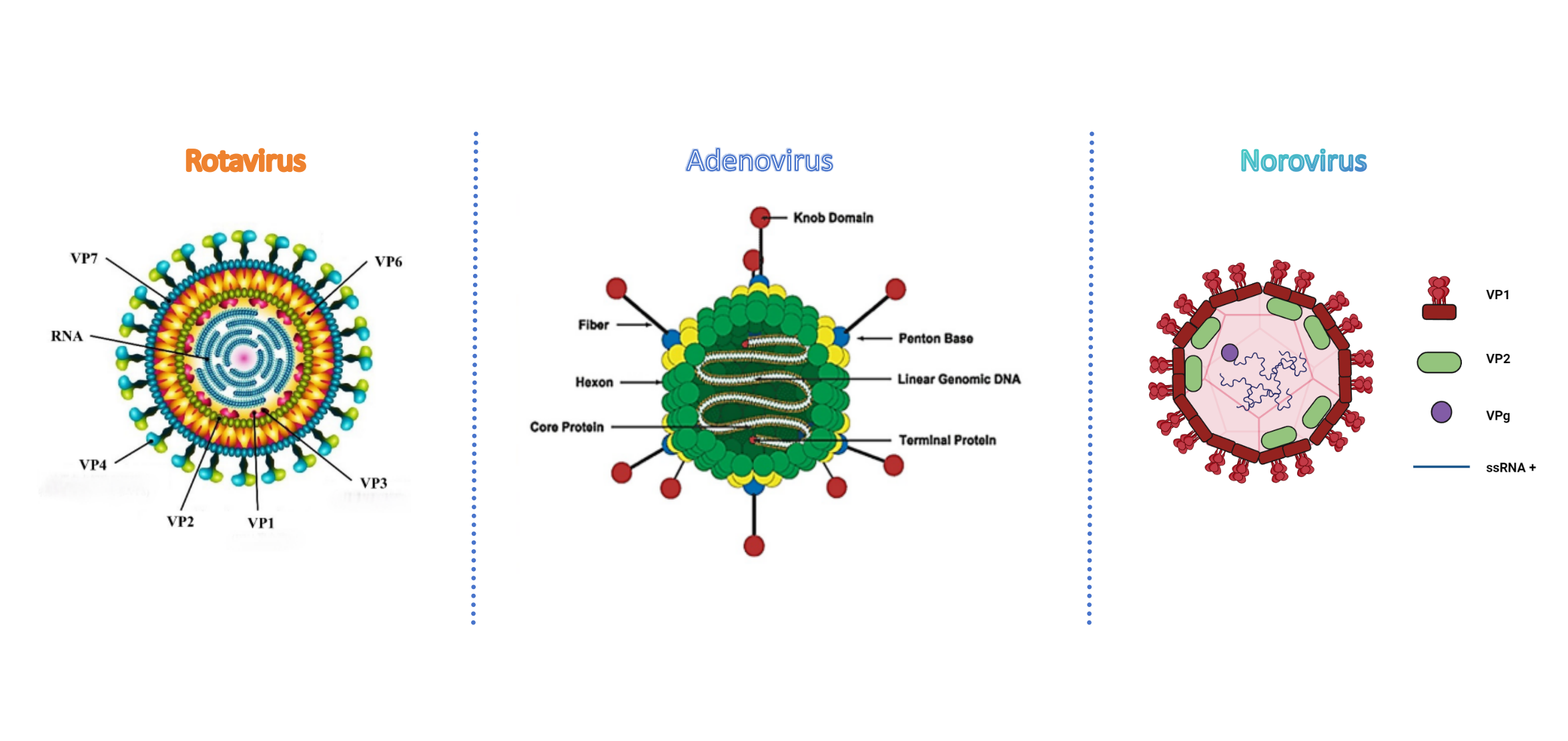 rotavirus norovirus adénovirus 