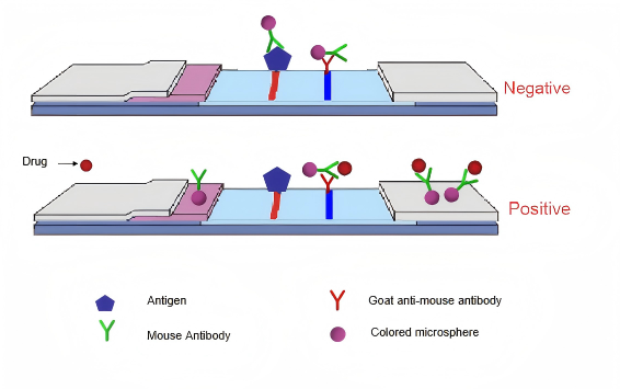 principe du test de d&eacute;pistage de drogues dans l'urine