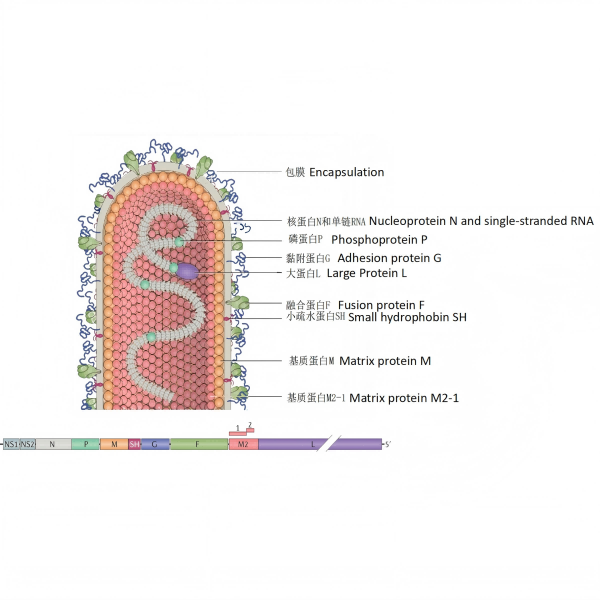 RSV VIRUS.png