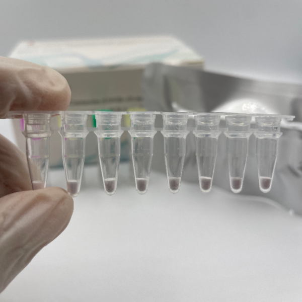 Kit de test rapide COVID-19 congelé et lyophilisé (PCR) Analyse PCR Covid-19 lyophilisée