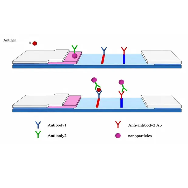 Reconnaissance des biomarqueurs hCG